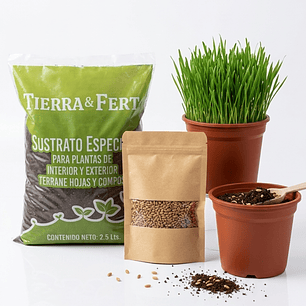 Kit Cultivo Pasto de Trigo (De Hierba Gatera) con Maceteros