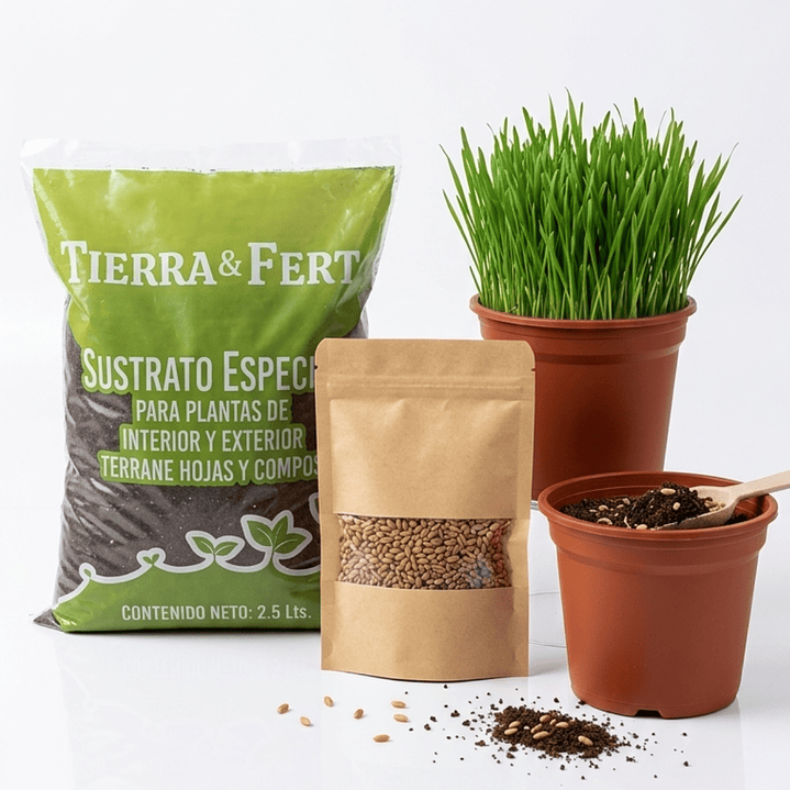 Kit Cultivo Pasto de Trigo (De Hierba Gatera) con Maceteros 1