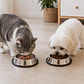 Plato Acero Inoxidable Gatos Perros Mascota 15cm Color Plata Comedero Antideslizante - Miniatura 5