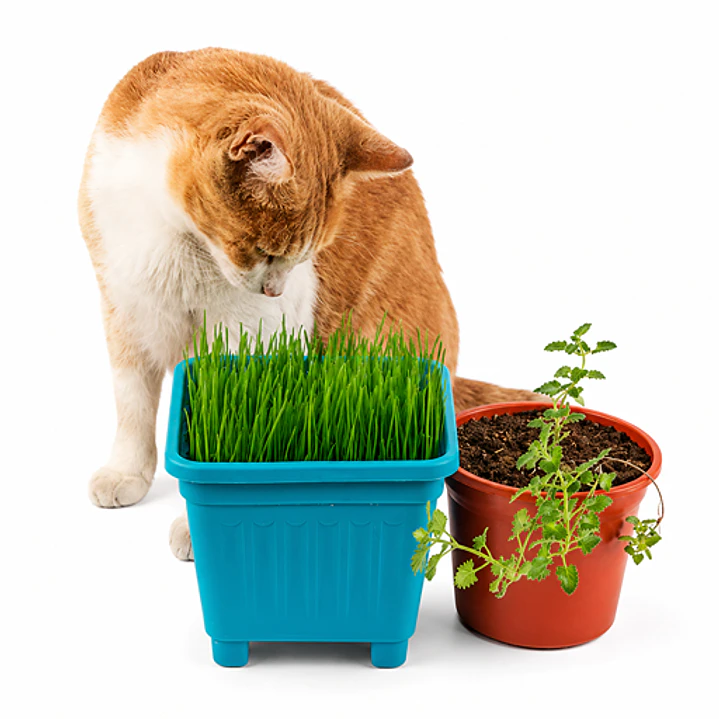 Pack Antiestrés y Control de bolas de pelo para gatos - En Maceteros 1