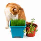 Pack Antiestrés y Control de bolas de pelo para gatos - En Maceteros - Miniatura 1
