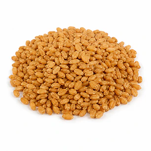 Semillas de Pasto para Gatos Control de bolas de pelo - 500g 