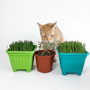Pack Mixto: Pasto para Gatos + Catnip (Salud y Diversión)