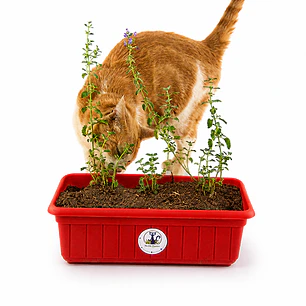 Hierba Gatera Grande - Jardinera (Catnip Vivo)