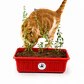 Hierba Gatera Grande - Jardinera (Catnip Vivo) - Miniatura 1