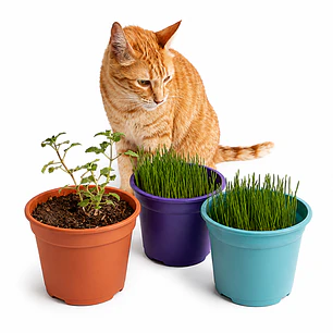 Pack Mix: Control de bolas de pelo + Diversión y relajación - 2 Pastos para Gatos + 1 Hierba Gatera (Catnip Vivo)