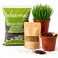 Kit Cultivo Pasto para Gatos - Miniatura 1