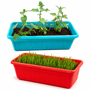 Pack Pasto para Gatos y Hierba Gatera Natural - Jardineras