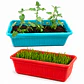 Pack Pasto para Gatos y Hierba Gatera Natural - Jardineras - Miniatura 1