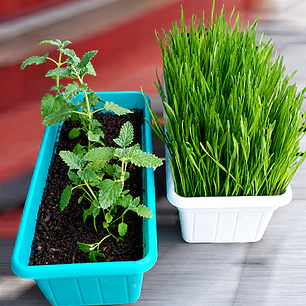 Pack Pasto para Gatos y Hierba Gatera Natural - Jardineras