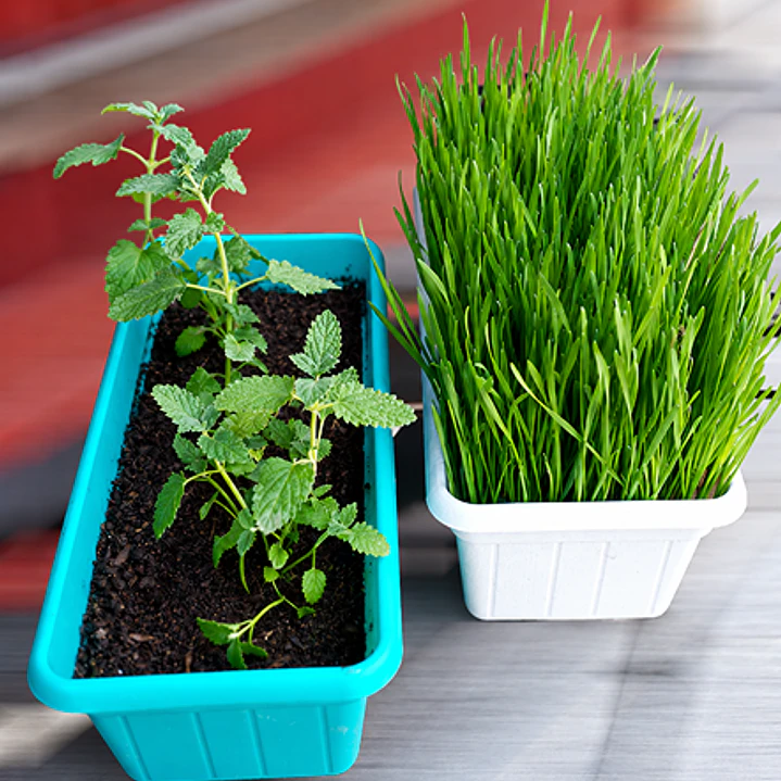 Pack Pasto para Gatos y Hierba Gatera Natural - Jardineras 2
