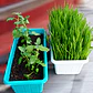 Pack Pasto para Gatos y Hierba Gatera Natural - Jardineras - Miniatura 2