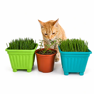 Pack Mixto: Pasto para Gatos + Catnip (Salud y Diversión)