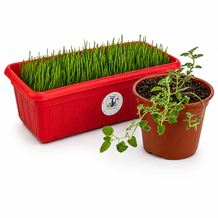 Kit Control bolas de pelo + Diversión + Relajo - Jardinera de Pasto + Catnip Vivo (Hierba Gatera)