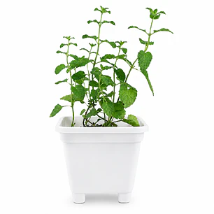 Hierba Gatera Grande - Juego y relajación (Planta Catnip)