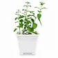 Hierba Gatera Grande - Juego y relajación (Planta Catnip) - Miniatura 1