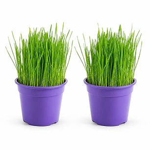 Pack 2 Pastos para Gato Control bolas de pelo - En Maceteros 13 cms. diámetro