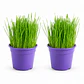 Pack 2 Pastos para Gato Control bolas de pelo - En Maceteros 13 cms. diámetro - Miniatura 1