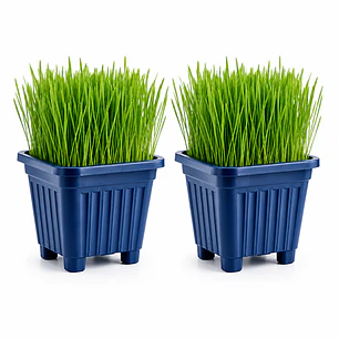 Pack 2 Pastos para Gato Control bolas de pelo - En Maceteros 15 cms. diámetro
