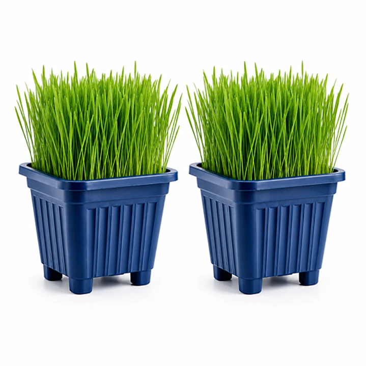 Pack 2 Pastos para Gato Control bolas de pelo - En Maceteros 15 cms. diámetro 1