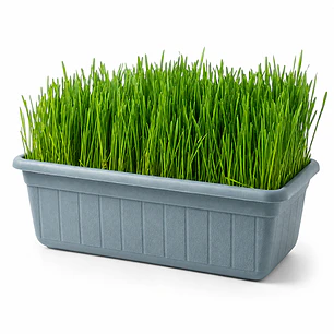 Pasto para Gatos Control bolas de pelo - Jardinera 35 x 15 cms.