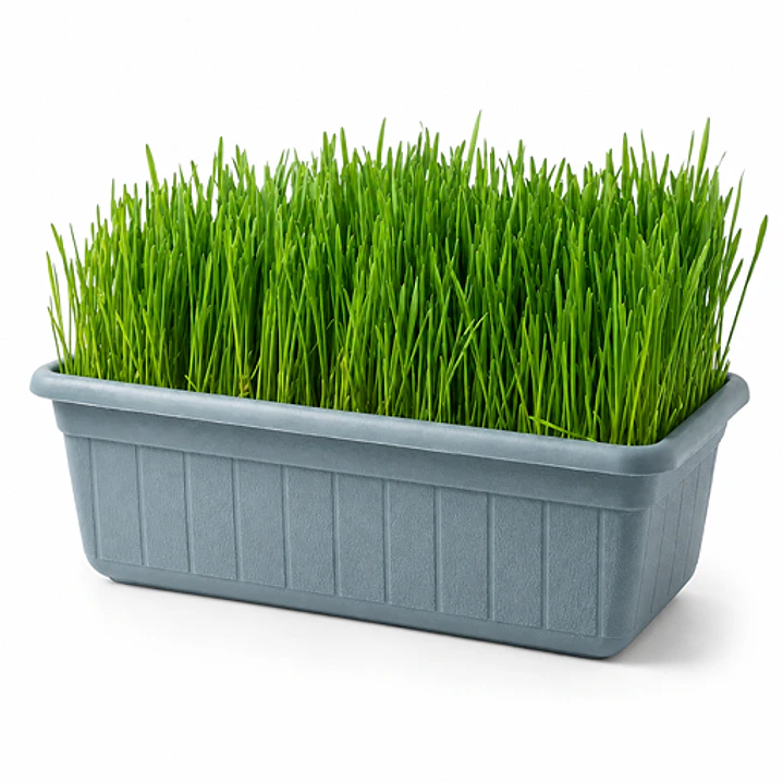 Pasto para Gatos Control bolas de pelo - Jardinera 35 x 15 cms. 1