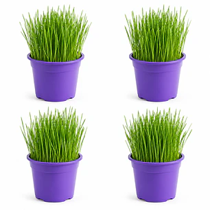 Pack 4 Pastos para Gato Control bolas de pelo - En Maceteros 13 cms. diámetro