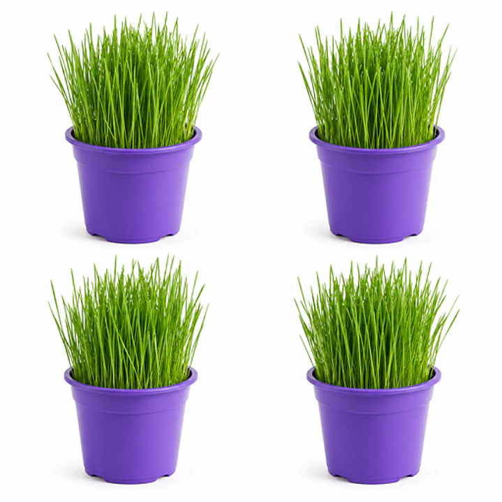 Pack 4 Pastos para Gato Control bolas de pelo - En Maceteros 13 cms. diámetro 1
