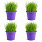Pack 4 Pastos para Gato Control bolas de pelo - En Maceteros 13 cms. diámetro - Miniatura 1