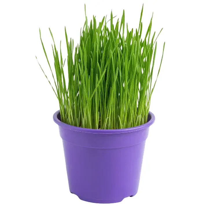 Oferta Pasto de trigo ( hierba gatera maceta redonda) 1