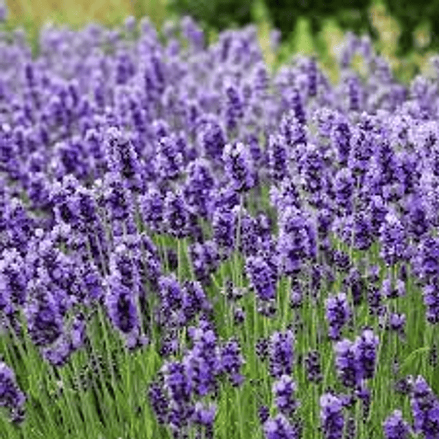 Aceite de Lavanda