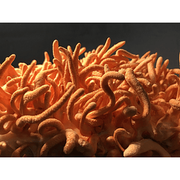 Extracto Cordyceps Militaris 