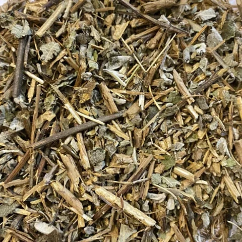 Salvia