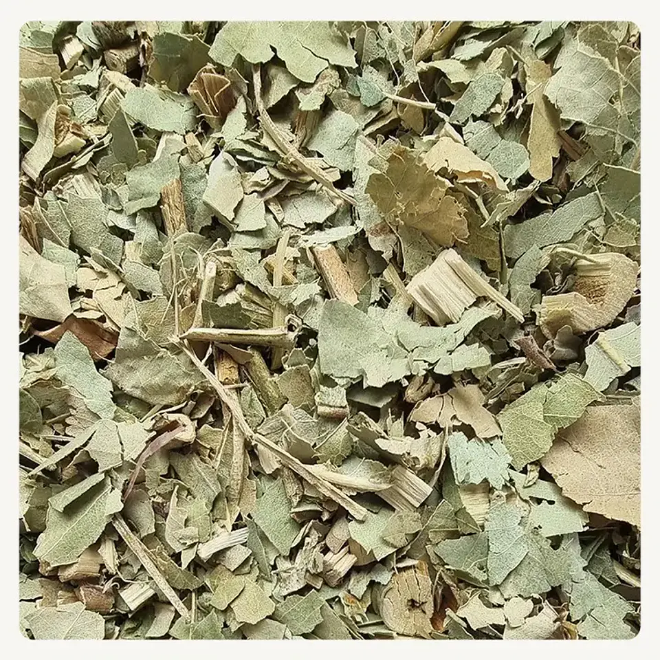 Eucalipto 1