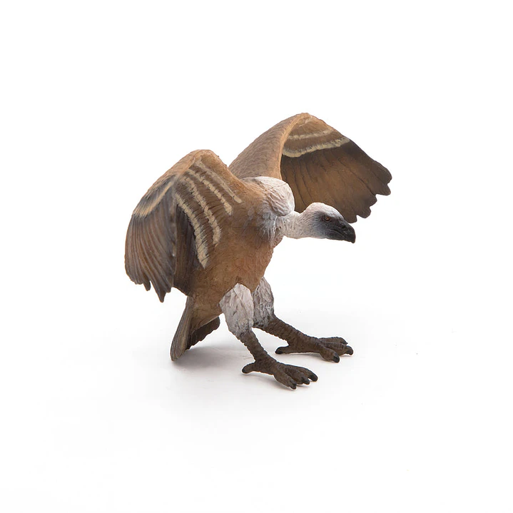 Animal Colección  Buitre 2