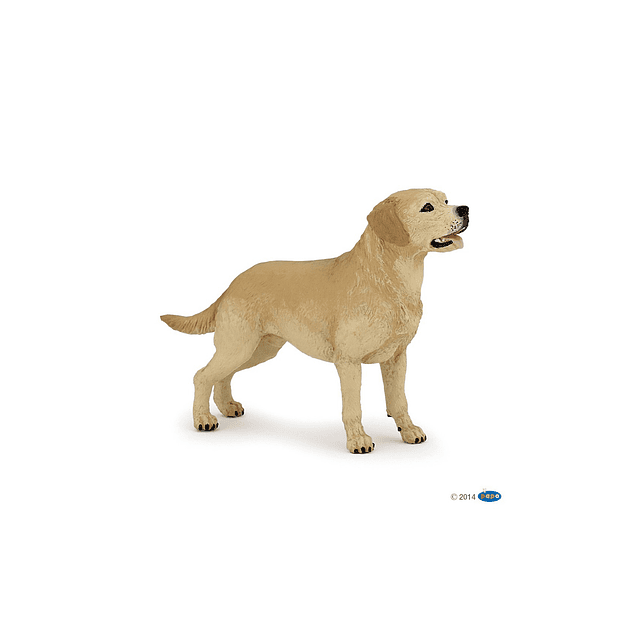 Perro Labrador