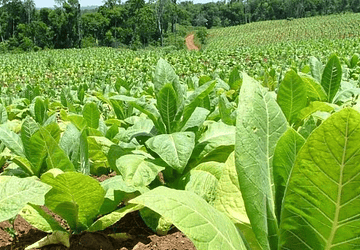 Secretos Botánicos de la Planta de Tabaco