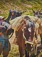 CRUCE DE LOS ANDES A CABALLO - Miniatura 4