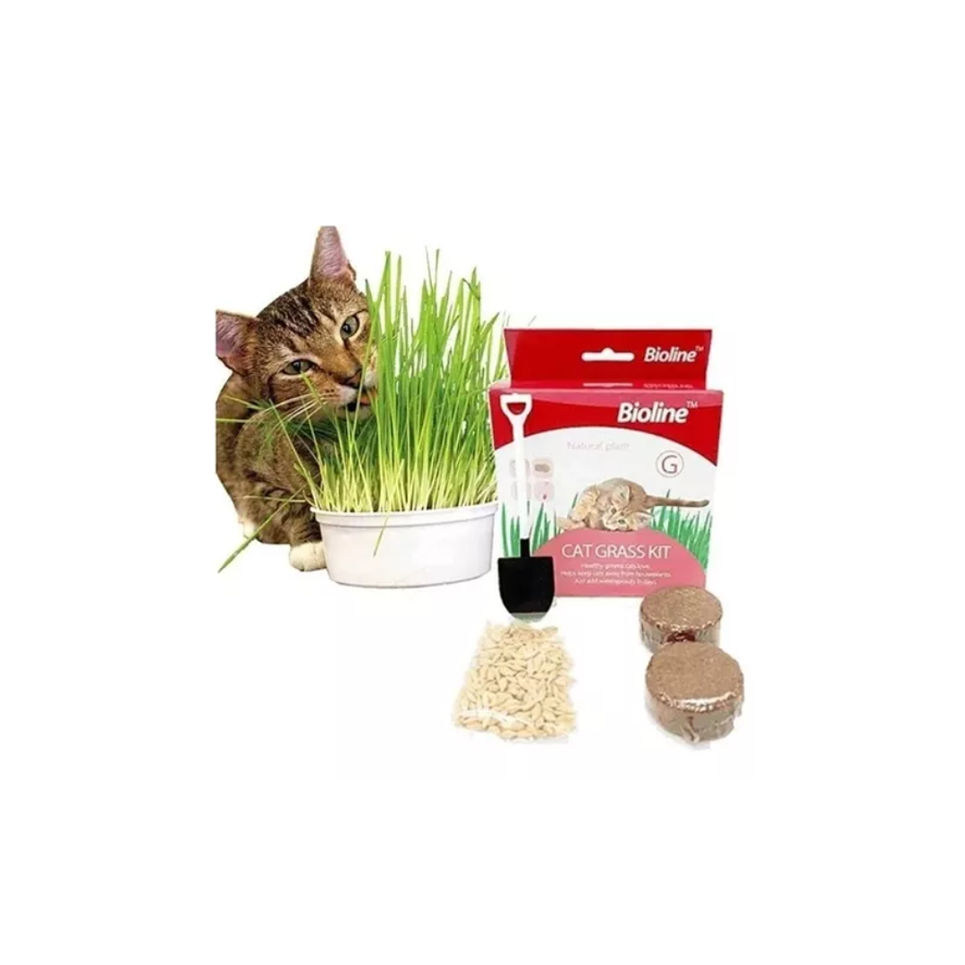 Cat Grass Kit de Pasto 12g  2