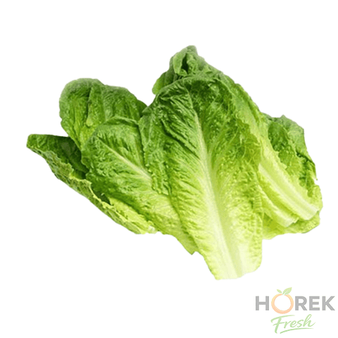 HOJA LECHUGA COSTINA 500 GR