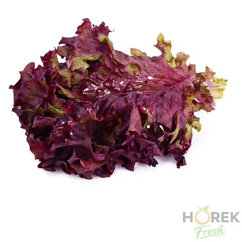 HOJA LECHUGA LOLOROSA 500 GR