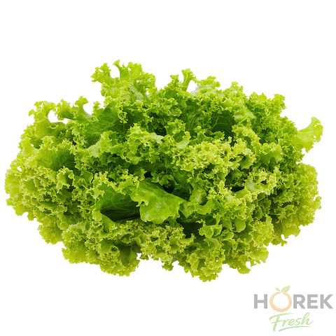 HOJA LECHUGA MARINA 500 GR