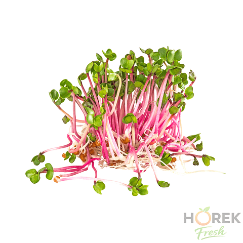 BROTE DE RABANITO BANDEJA 150 GR