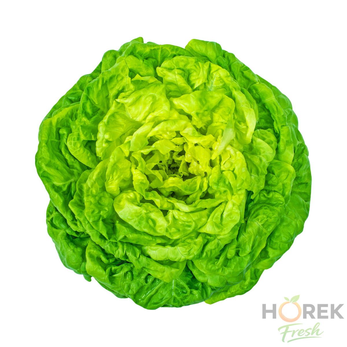 LECHUGA ESPANOLA C/RES UNIDAD 1