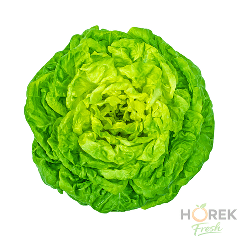 LECHUGA ESPANOLA C/RES UNIDAD