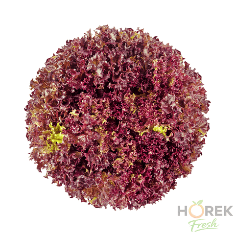 LECHUGA LOLOROSA C/RES UNIDAD