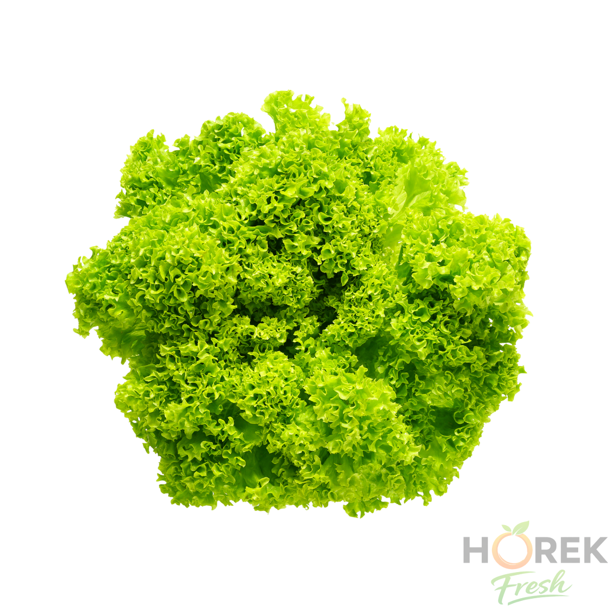 LECHUGA MARINA C/RES UNIDAD 1