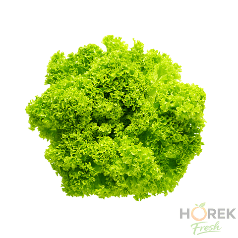 LECHUGA MARINA C/RES UNIDAD