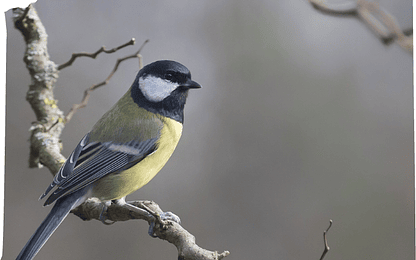 Lentes Sony FE para fotografia de aves