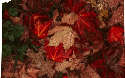 13 Estupendos Consejos para Hacer Fotografías en Otoño